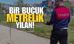 Alaplı'da Dernek Binasına Girmeye Çalışan 1,5 Metrelik Yılan Yakalandı