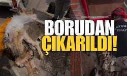 Can Dostumuz Borudan Çıkartıldı!