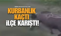 Kurbanlık Koyun İlçeyi Ayağa Kaldırdı: Belediye Anonsla Aradı!