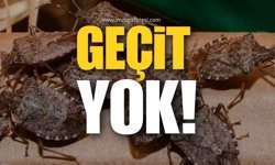 Kahverengi Kokarcaya Geçit Yok!