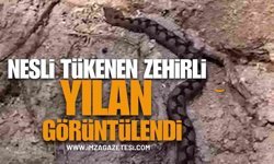 Batı Karadeniz'de Nesli Tehlike Altında olan Zehirli yılan görüntülendi!