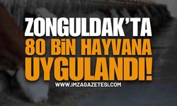 Zonguldak’ta 80 Bin Hayvana Uygulandı!