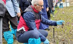 Zonguldak’ta Salep Hasadı!