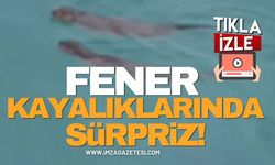 Fener Kayalıklarında Sürpriz Görüntü!