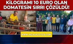 Kilogramı 10 Euro Olan Domatesin Sırrı Çözüldü!