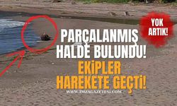 Sahilde Parçalanmış Halde Bulundu! Ekipler Harekete Geçti!