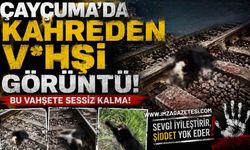 Çaycuma'da Kahreden V*hşi Görüntü!