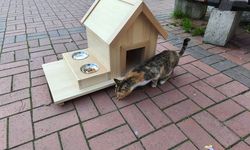 Hayvanseverlerden Zonguldak Belediyesi'ne Sert Tepki. Kedi Evi'nin Kapatılmasına İsyan Ettiler