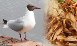 Martı Eti ve Eşek Eti Neden Yenmez? Zararlı Mı?