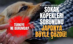 Sokak Köpekleri sorununu Japonya böyle Çözdü, Türkiye ne durumda?