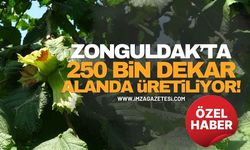 Zonguldak’ta 250 Bin Dekar Alanda Üretiliyor!