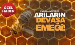 Zonguldak’ta Arıların Devasa Emeği!