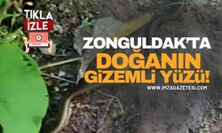 Zonguldak'ta Doğanın Gizemli Yüzü!