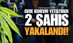 Zonguldak'ta Evinde Keneviri Yetiştiren 2 Şahıs Yakalandı!