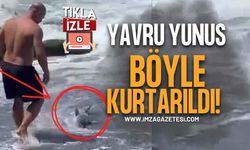 Karaya Vuran Yavru Yunusu Belediye Güvenlik Görevlisi Kurtardı!