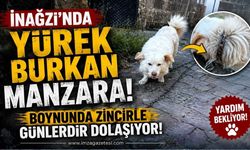 İnağzı'nda Yürek Burkan Manzara! Boynunda Zincirle Günlerdir Dolaşıyor!