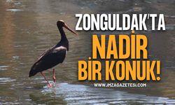 Zonguldak'ta Nadir Bir Konuk: Kara Leylek Üzülmez Deresi'nde Görüntülendi