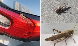 Çekirgeler Neden Arttı? Zararlı mı?