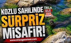 Kozlu Sahilinde Sürpriz Misafir! Sevimli Su Samuru Kameralara Böyle Yansıdı