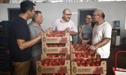 Müdür İlk Hasada Katıldı!