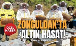 Zonguldak'ta Altın Hasat!