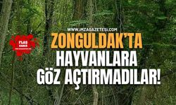 Zonguldak’ta Hayvanlara Göz Açtırmadılar!