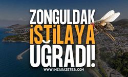 Zonguldak Sinek İstilasına Uğradı!