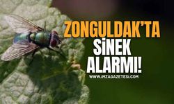 Zonguldak'ta Sinek Alarmı! "Ne Cam Açabiliyoruz Ne Balkona Çıkabiliyoruz"