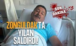 Zonguldak'ın İlçesinde Yılan Saldırısı!