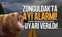 Zonguldak'ta Ayı Alarmı: Armutlucuma Yolu İçin Uyarı Verildi