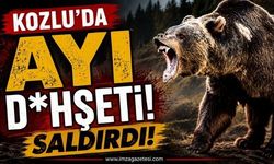 Kozlu’da Ayı D*hşeti! Saldırdı!