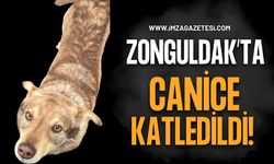 Zonguldak'ta Canice Katledilen "Leo" İçin Adalet Mücadelesi!