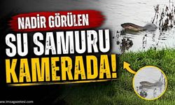 Nadir Görülen Su Samuru Kamerada!