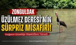 Zonguldak Üzülmez Deresi'nin Sürpriz Misafiri