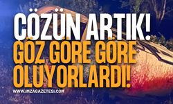 Alman Plakalı Dahil 3 Araç İneğe Çarptı! Çok Sayıda yaralı!