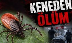 Türkiye'nin Kabusu Geri Geldi! Keneden Batı Karadeniz'de Ölüm!