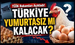TÜİK Rakamları Açıkladı! Türkiye Yumurtasız Mı Kalacak?