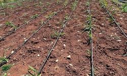 Çiftçiye 1600 Adet Teslim Edildi!