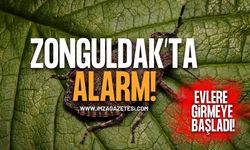 Zonguldak'ta Kokarca Alarmı! Evlere Girmeye Başladı!
