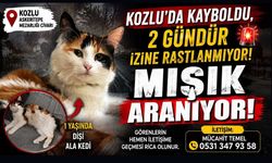 Kozlu’da Kayboldu, 2 Gündür İzine Rastlanmıyor! Mışık Aranıyor!