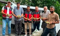 Zonguldak’ta Maralfalfa Bitkisi Dağıtım ve Dikimi!