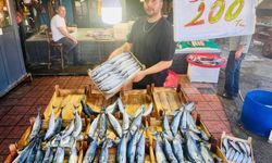 Zonguldak’ta Balık Fiyatları! Palamutun 3 Tanesi 200 TL!