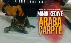 Aracın Çarptığı Yavru Kediye Zabıta Şefkati