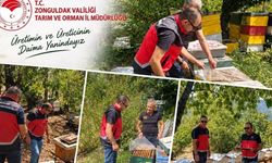 Zonguldak’ta Arı Tespit Çalışmaları
