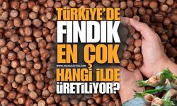 Türkiye'de Fındık En Çok Hangi İlde Üretiliyor?