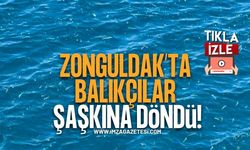 Zonguldak'ta Balıkçılar Şaşkına Döndü!
