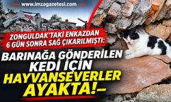 Zonguldak'taki Enkazdan 6 Gün Sonra Sağ Çıkarılmıştı: Barınağa Gönderilen Kedi İçin Hayvanseverler Ayakta!