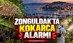 Zonguldak'ta Kokarca Alarmı