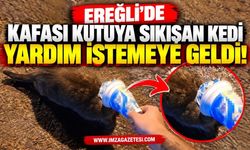 Ereğli'de Kafası Kutuya Sıkışan Kedi Yardım İstemeye Geldi
