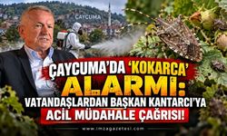 Çaycuma’da "Kokarca" Alarmı: Vatandaşlardan Başkan Kantarcı’ya Acil Müdahale Çağrısı